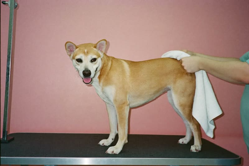 A dog on a grooming table being towel-dried by hand