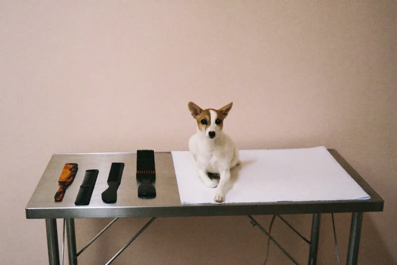 A clean grooming table with towels, brushes and combs laid out