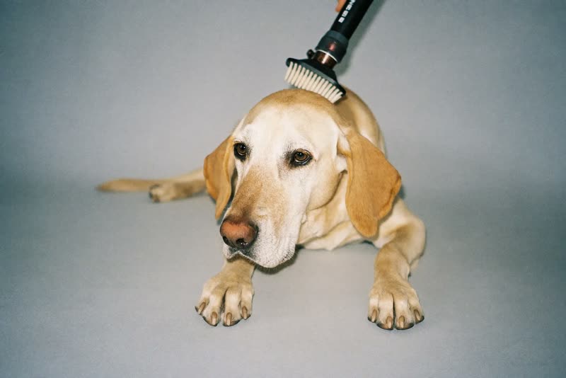 A calm older dog lying with its head on its paws after a groom
