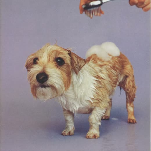 A small wet terrier mid-bath, suds on its coat