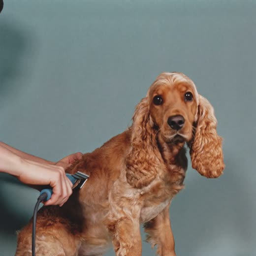 A spaniel being clipped, a hand with clippers at its shoulder