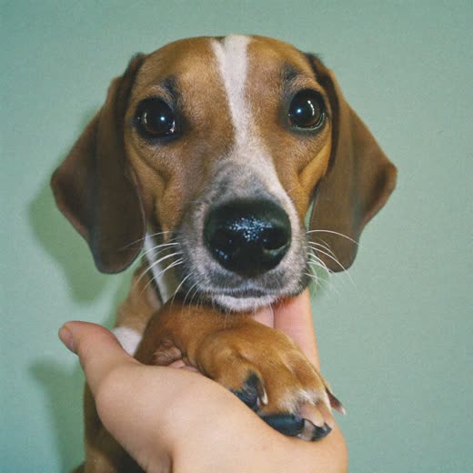 A dog's front paw held in a hand, nails neatly trimmed
