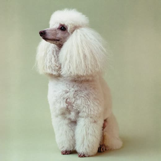 A freshly groomed poodle sitting upright with a fluffy clean coat